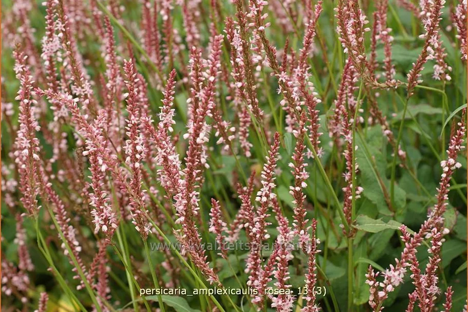 Persicaria amplexicaulis 'Rosea'