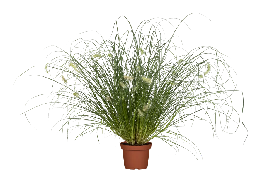 Pennisetum alopecuroides 'Little Bunny'