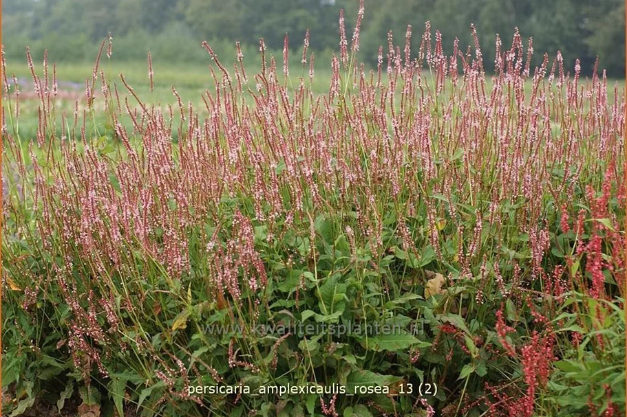Persicaria amplexicaulis 'Rosea'