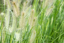 Pennisetum alopecuroides 'Little Bunny'