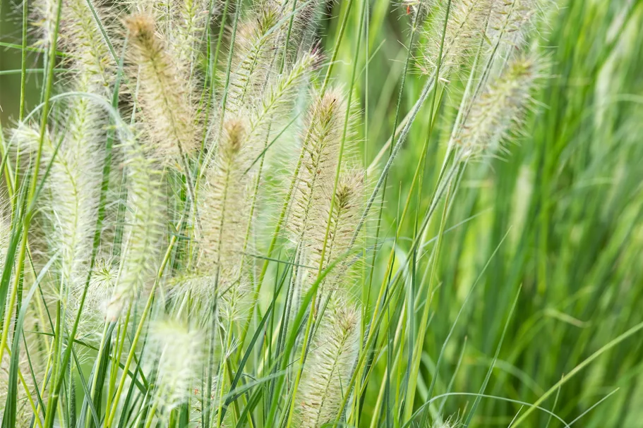 Pennisetum alopecuroides 'Little Bunny'