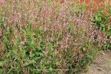 Persicaria amplexicaulis 'Rosea'