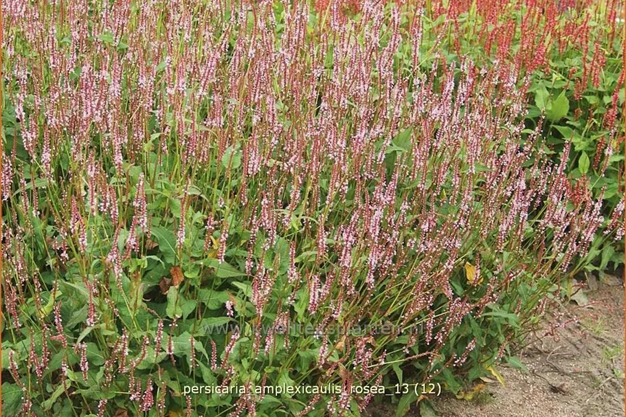 Persicaria amplexicaulis 'Rosea'