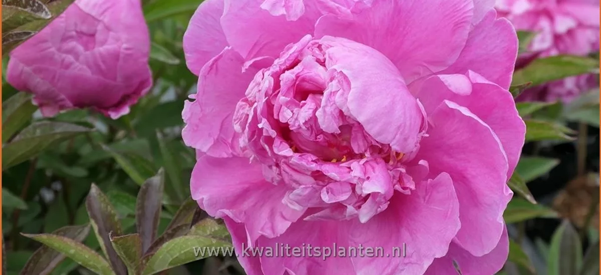 Paeonia 'Alexander Fleming' (pot 11 cm)