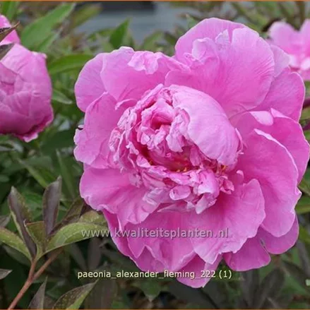 Paeonia 'Alexander Fleming' (pot 11 cm)