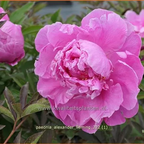 Paeonia 'Alexander Fleming' (pot 11 cm)
