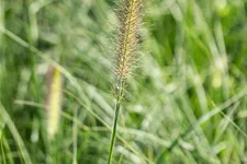 Pennisetum alopecuroides 'Little Bunny'