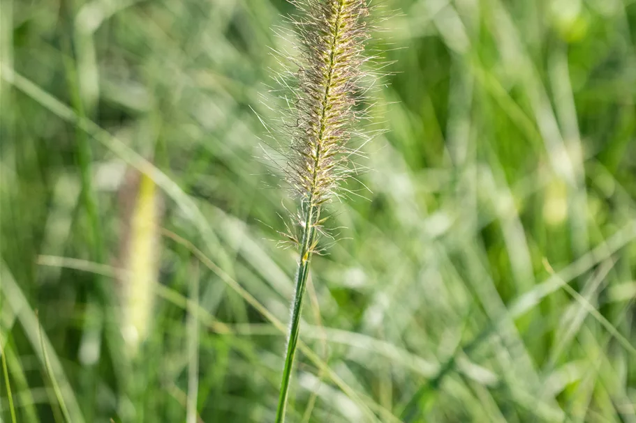 Pennisetum alopecuroides 'Little Bunny'