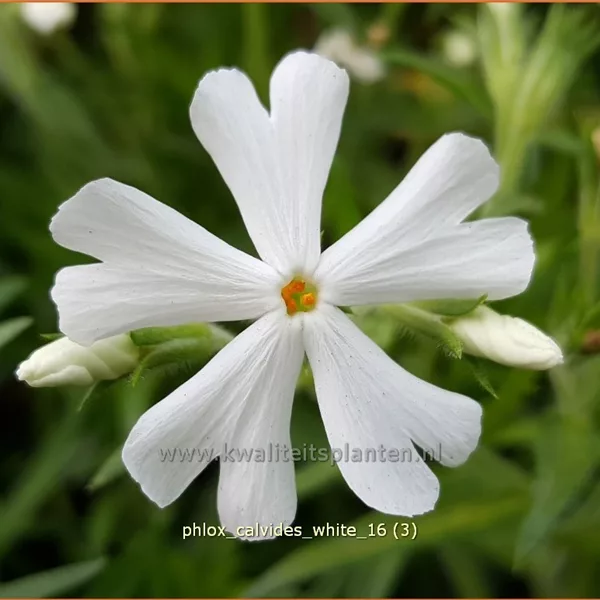 Phlox subulata 'Calvides White'