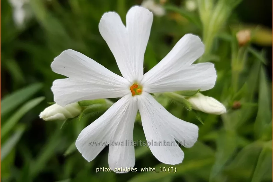 Phlox subulata 'Calvides White'