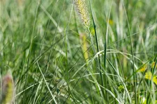 Pennisetum alopecuroides 'Little Bunny'