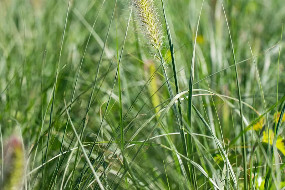 Pennisetum alopecuroides 'Little Bunny'