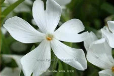 Phlox subulata 'Calvides White'