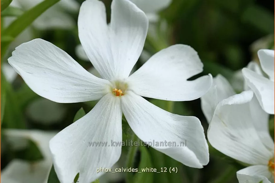 Phlox subulata 'Calvides White'
