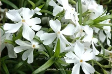 Phlox subulata 'Calvides White'