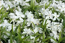 Phlox subulata 'Calvides White'