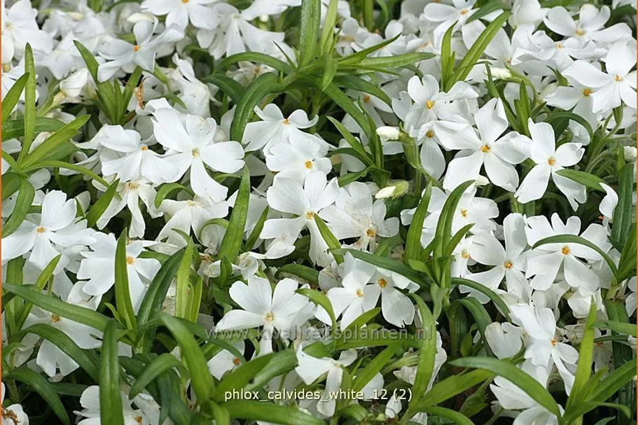 Phlox subulata 'Calvides White'