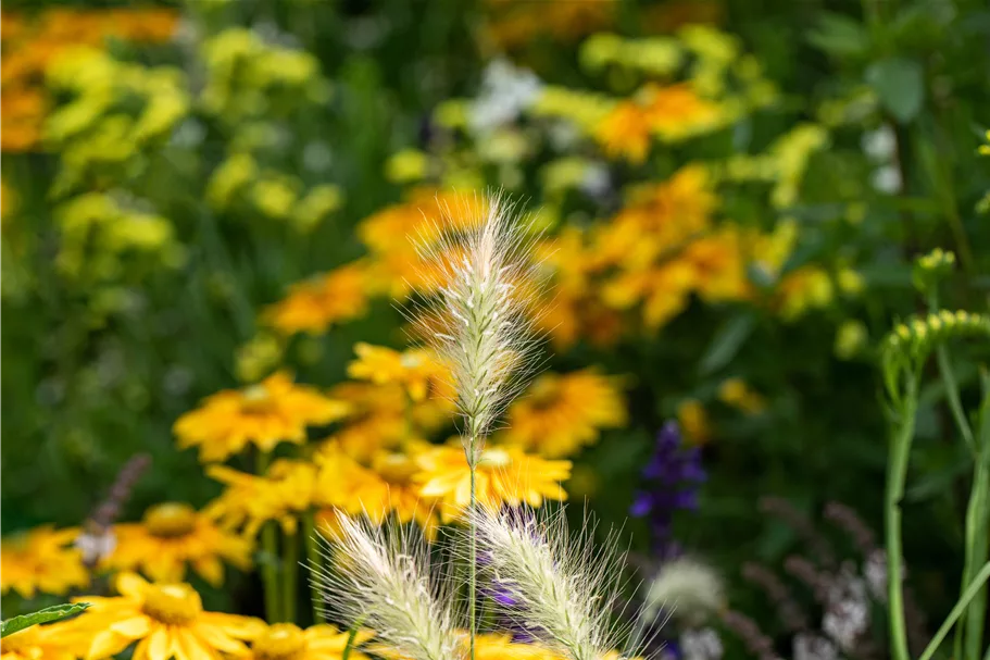 Pennisetum alopecuroides 'Little Bunny'