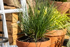 Pennisetum alopecuroides 'Little Bunny'