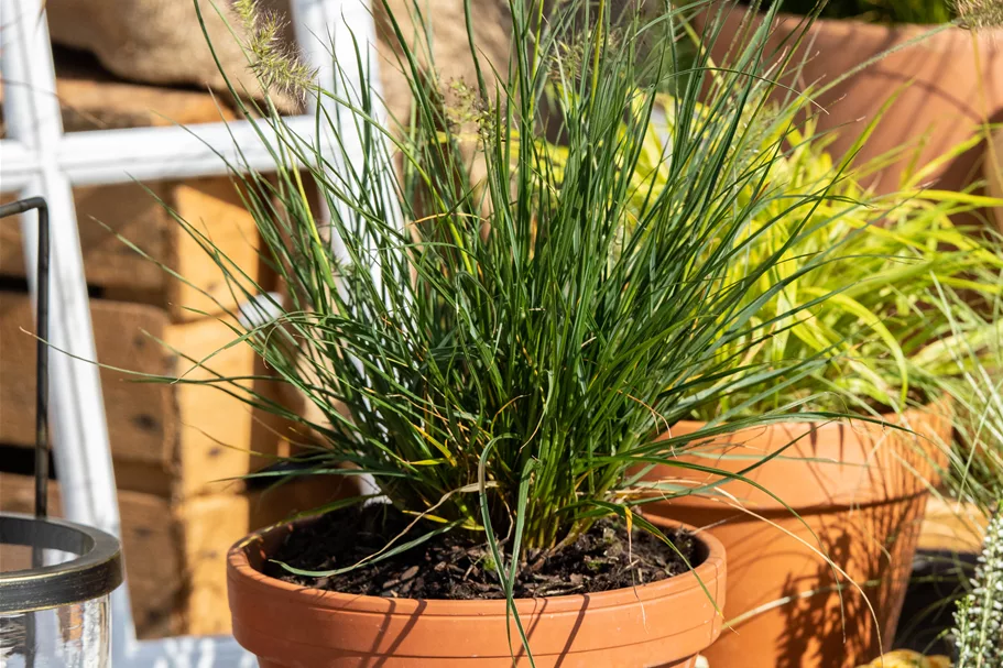 Pennisetum alopecuroides 'Little Bunny'