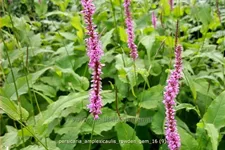 Persicaria amplexicaulis 'Rowden Gem'