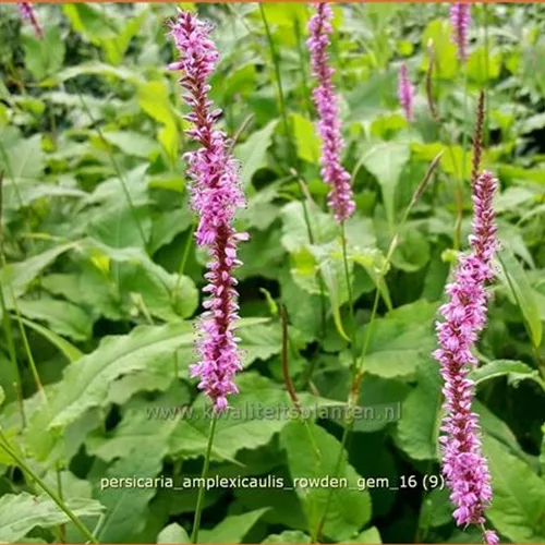 Persicaria amplexicaulis 'Rowden Gem'