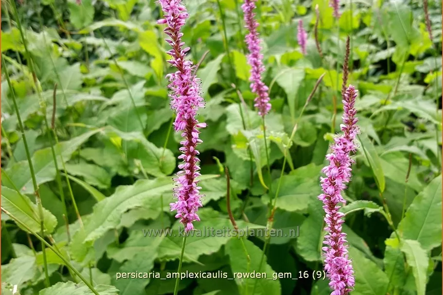 Persicaria amplexicaulis 'Rowden Gem'