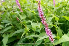 Persicaria amplexicaulis 'Rowden Gem'