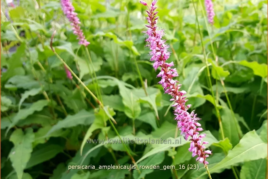 Persicaria amplexicaulis 'Rowden Gem'