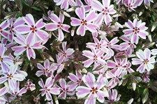 Phlox subulata 'Candy Stripes'