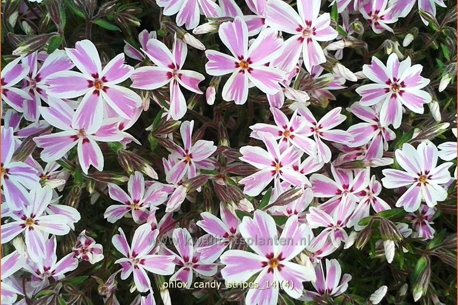 Phlox subulata 'Candy Stripes'
