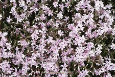 Phlox subulata 'Candy Stripes'