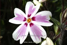 Phlox subulata 'Candy Stripes'