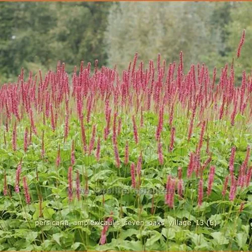 Persicaria amplexicaulis 'Seven Oaks Village'