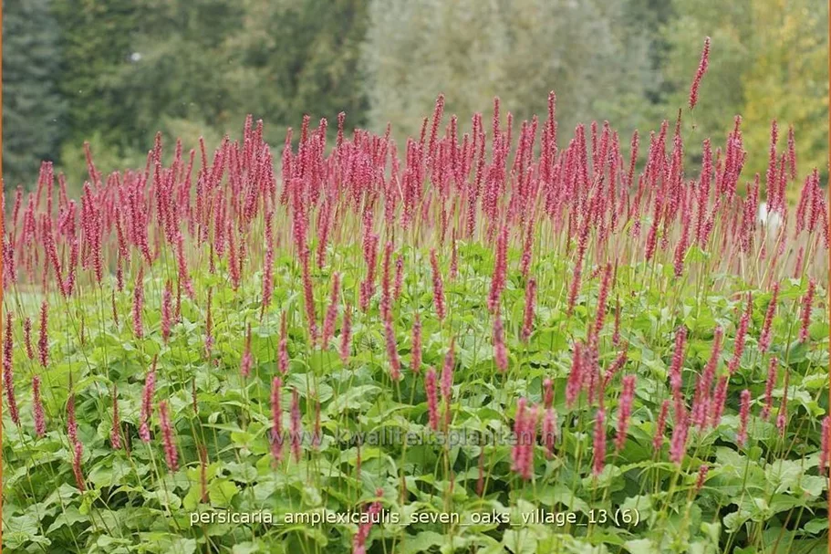 Persicaria amplexicaulis 'Seven Oaks Village'