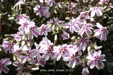 Phlox subulata 'Candy Stripes'