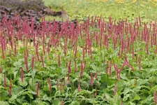 Persicaria amplexicaulis 'Seven Oaks Village'