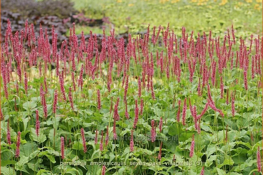 Persicaria amplexicaulis 'Seven Oaks Village'
