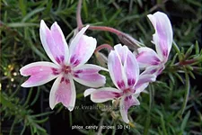 Phlox subulata 'Candy Stripes'