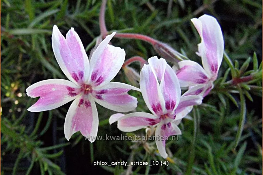 Phlox subulata 'Candy Stripes'