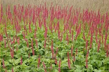 Persicaria amplexicaulis 'Seven Oaks Village'