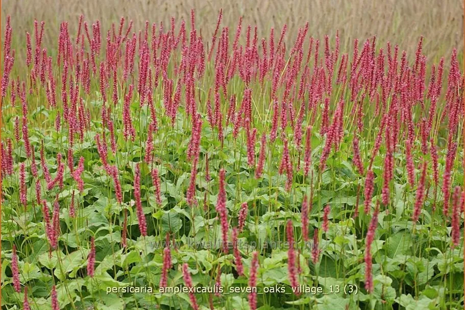 Persicaria amplexicaulis 'Seven Oaks Village'