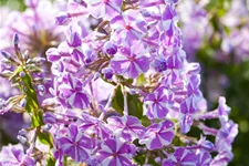 Phlox subulata 'Candy Stripes'