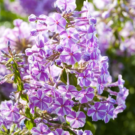 Phlox subulata 'Candy Stripes'