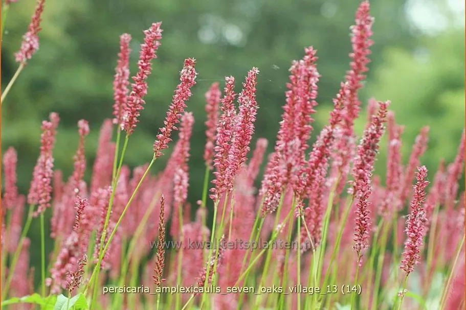 Persicaria amplexicaulis 'Seven Oaks Village'