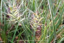 Pennisetum alopecuroides 'Little Honey'