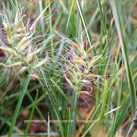 Pennisetum alopecuroides 'Little Honey'