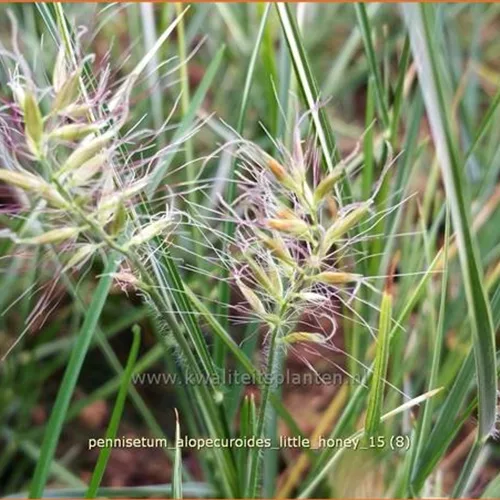 Pennisetum alopecuroides 'Little Honey'
