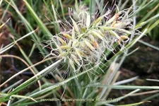 Pennisetum alopecuroides 'Little Honey'