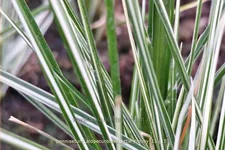 Pennisetum alopecuroides 'Little Honey'